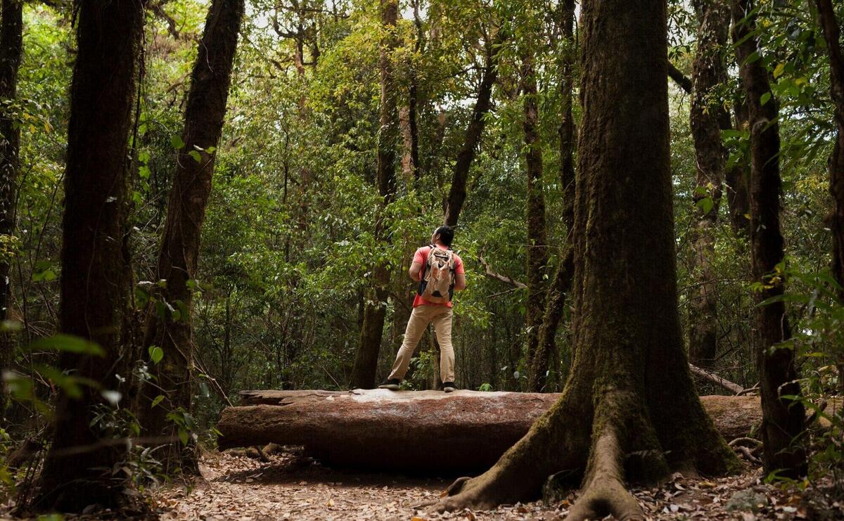 Backpacker standing on tree trunk