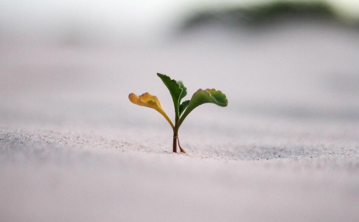 Beautiful closeup shot of a yellow and green plant in a sand